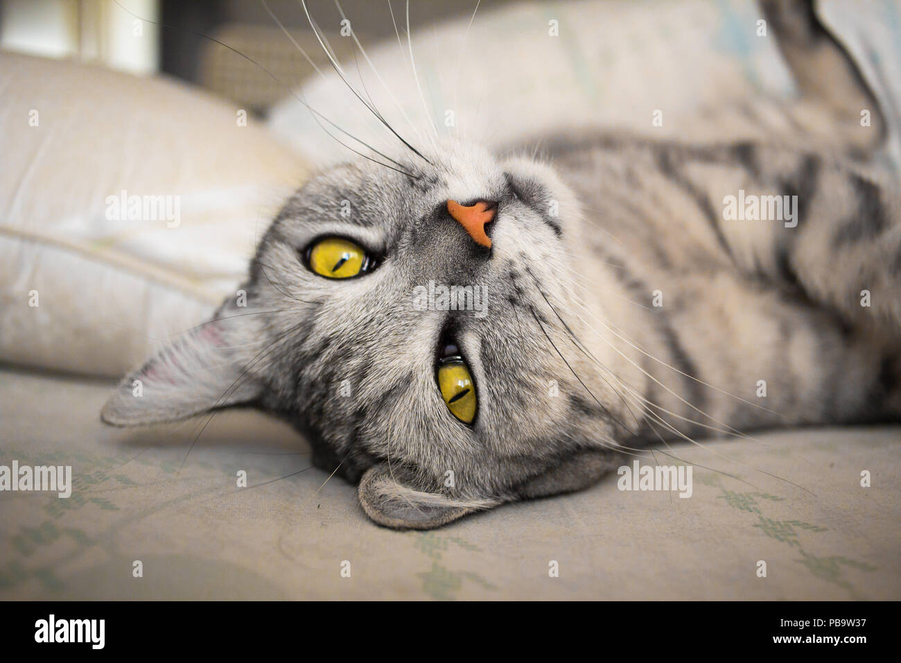 Scottish amarillo-eyed gray gato tumbado sobre la almohada Foto de stock