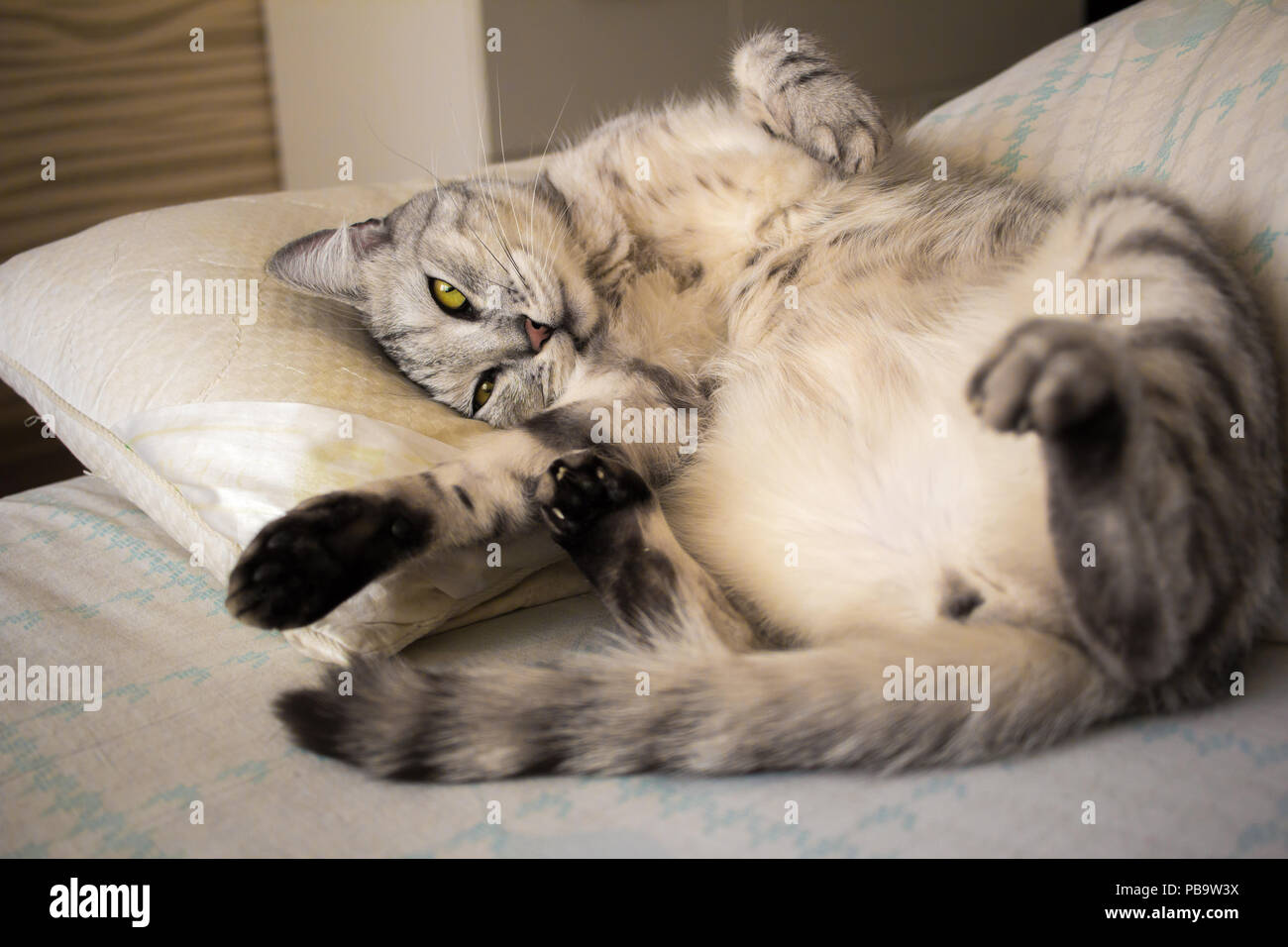 Scottish gracioso gato gris acostado sobre una almohada y estiramiento Foto de stock