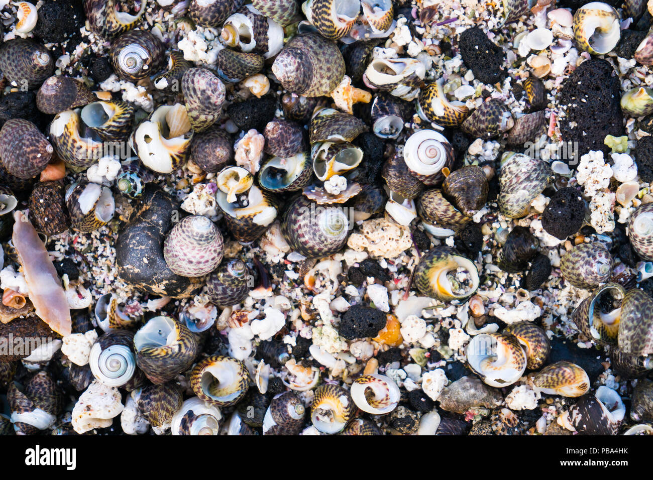 Conchas coloridas con fondo de rocas de lava negra en la playa Foto de stock