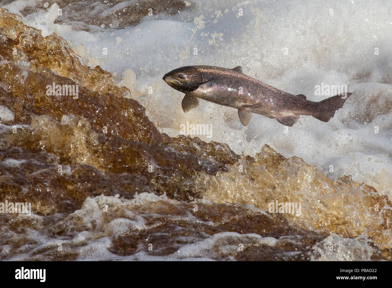 Salmón del Atlántico (Salmo salar) saltando sobre migración aguas