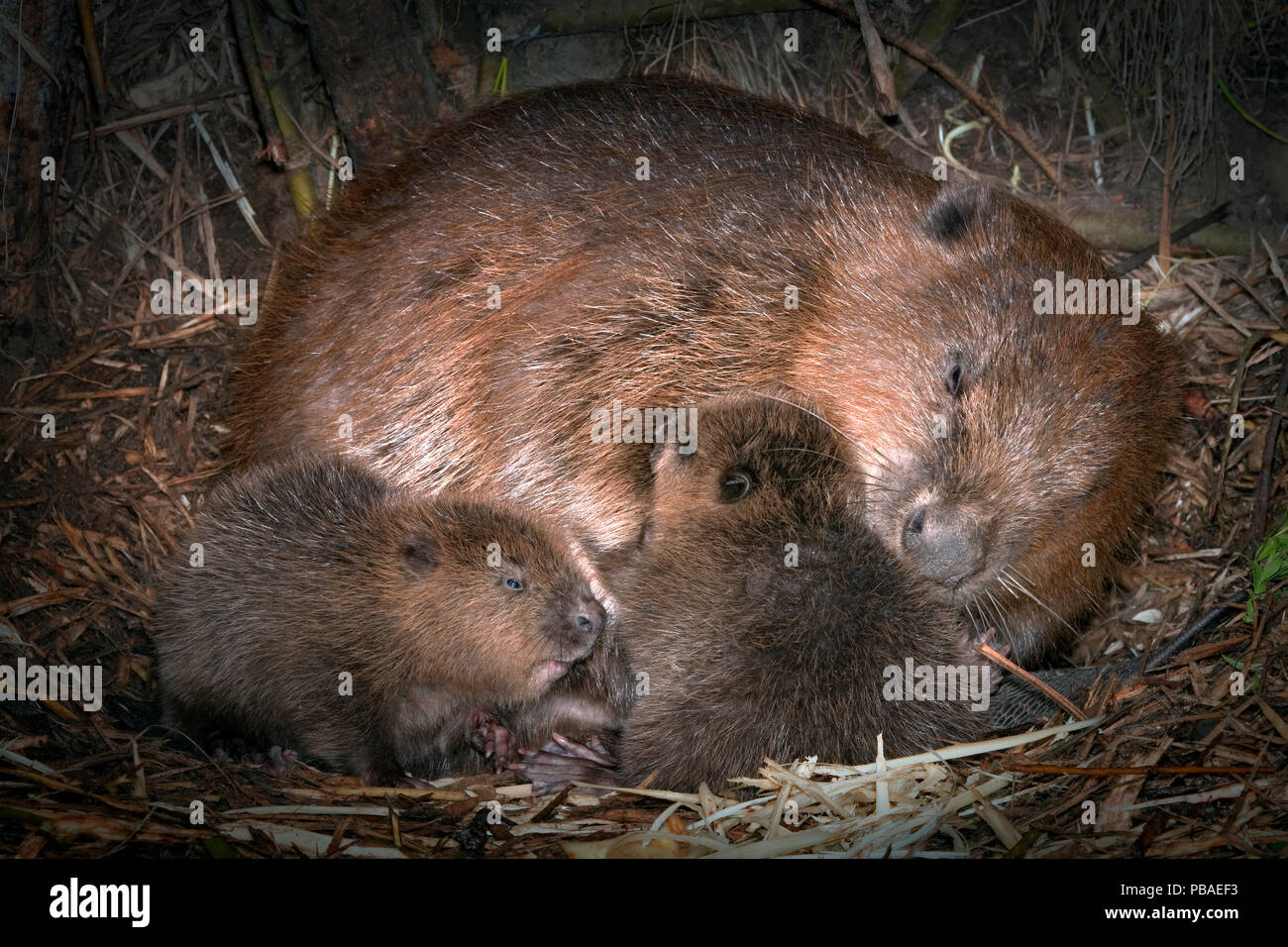 Unión el castor (Castor fiber) adulto grooming recién nacidos dentro de lodge , Alemania, Mayo. Foto de stock