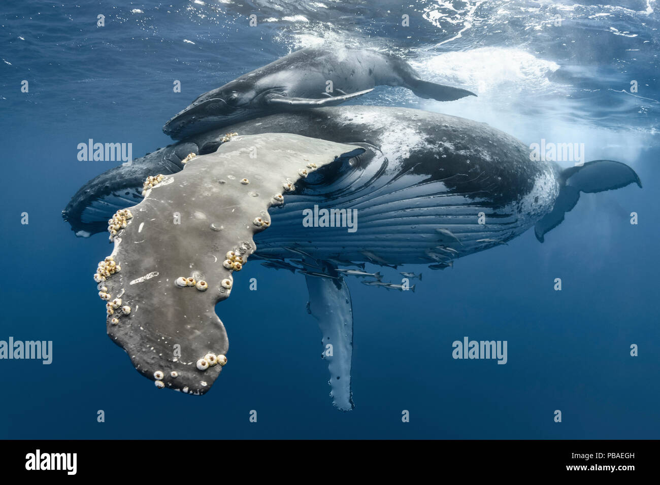 La ballena jorobada (Megaptera novaeangliae) hembra con ternera, perseguidos por los machos durante el celo. Vava'u, el Reino de Tonga. Océano Pacífico. Foto de stock