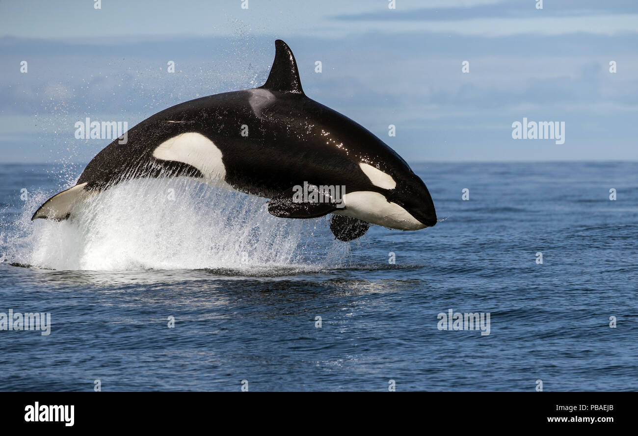 Orca (Orcinus orca) Infracción mientras caza delfín común, False Bay, Sudáfrica, en abril. Foto de stock