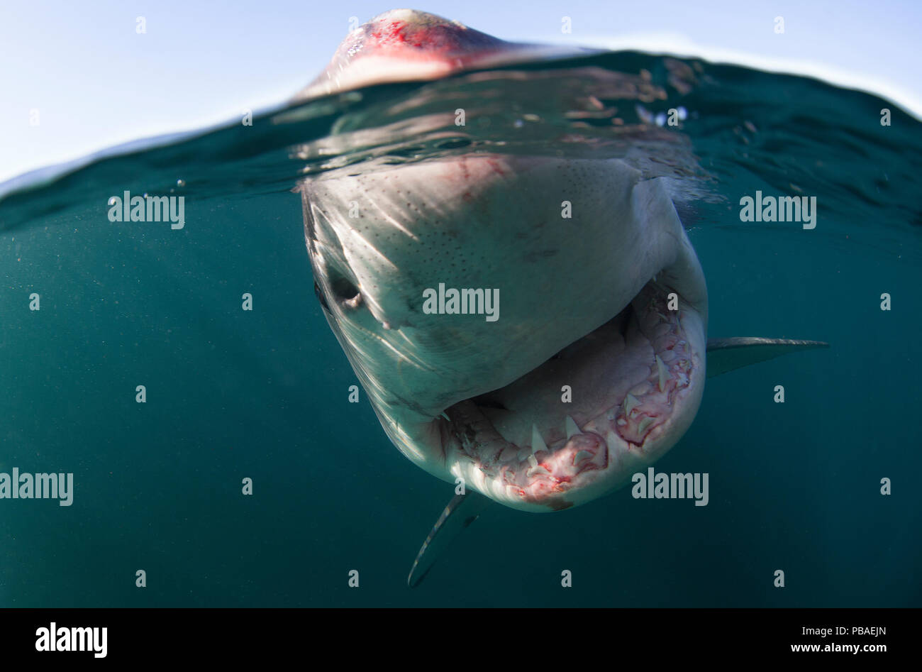 Gran tiburón blanco (Carcharodon carcharias) Dividir vista, Nueva Zelandia, marzo. Foto de stock