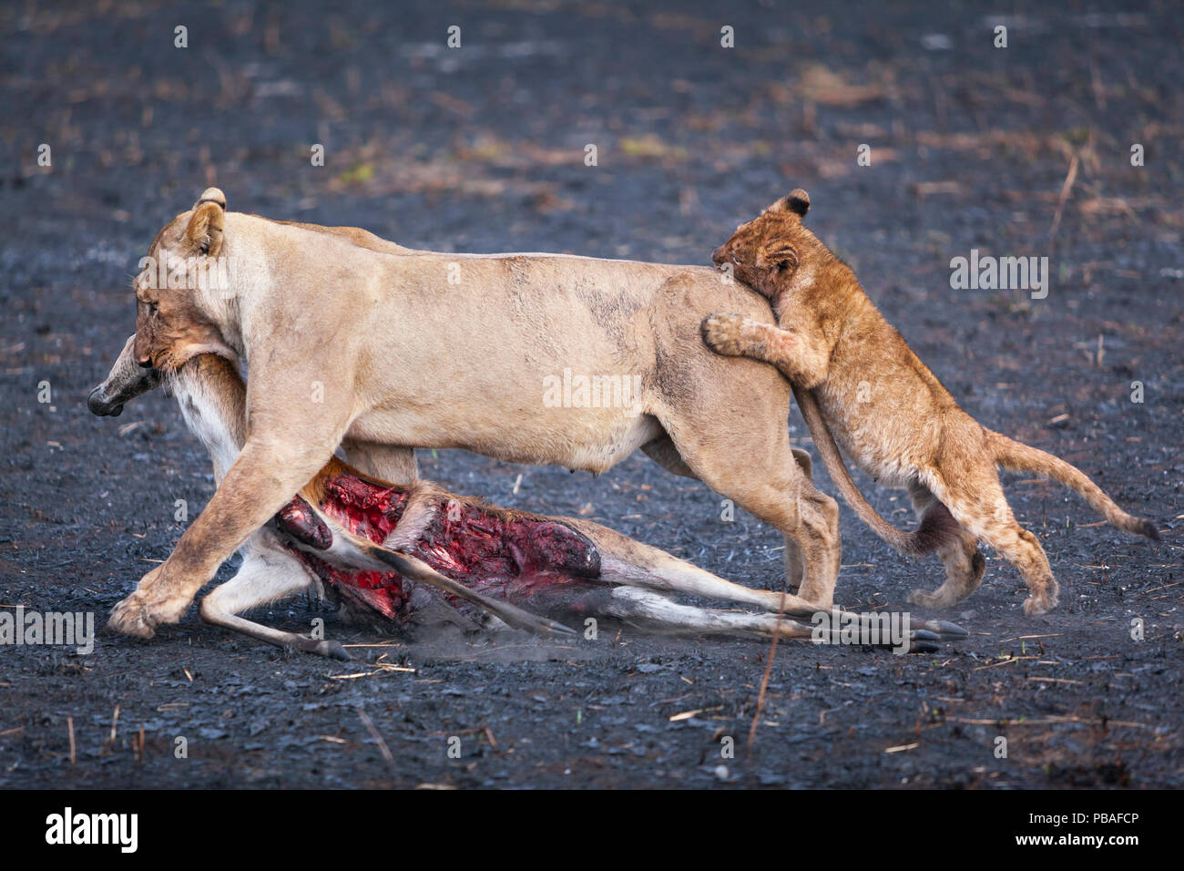 Cachorro de león (Panthera leo) festivamente atacando a su madre como ella arrastra su presa de antílope puku todo quemado Busanga Plains, Parque Nacional de Kafue, Zambia. Vulnerable Foto de stock