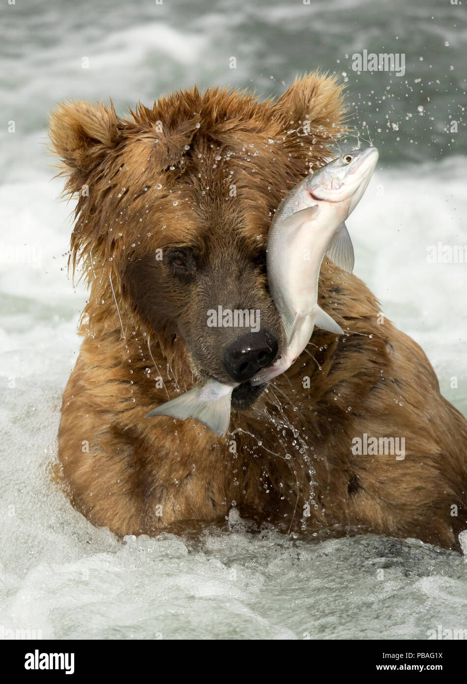 Oso grizzly (Ursus arctos) Coger un pez, Brooks cae en el Parque Nacional de Katmai, Alaska, EE.UU. Julio Foto de stock