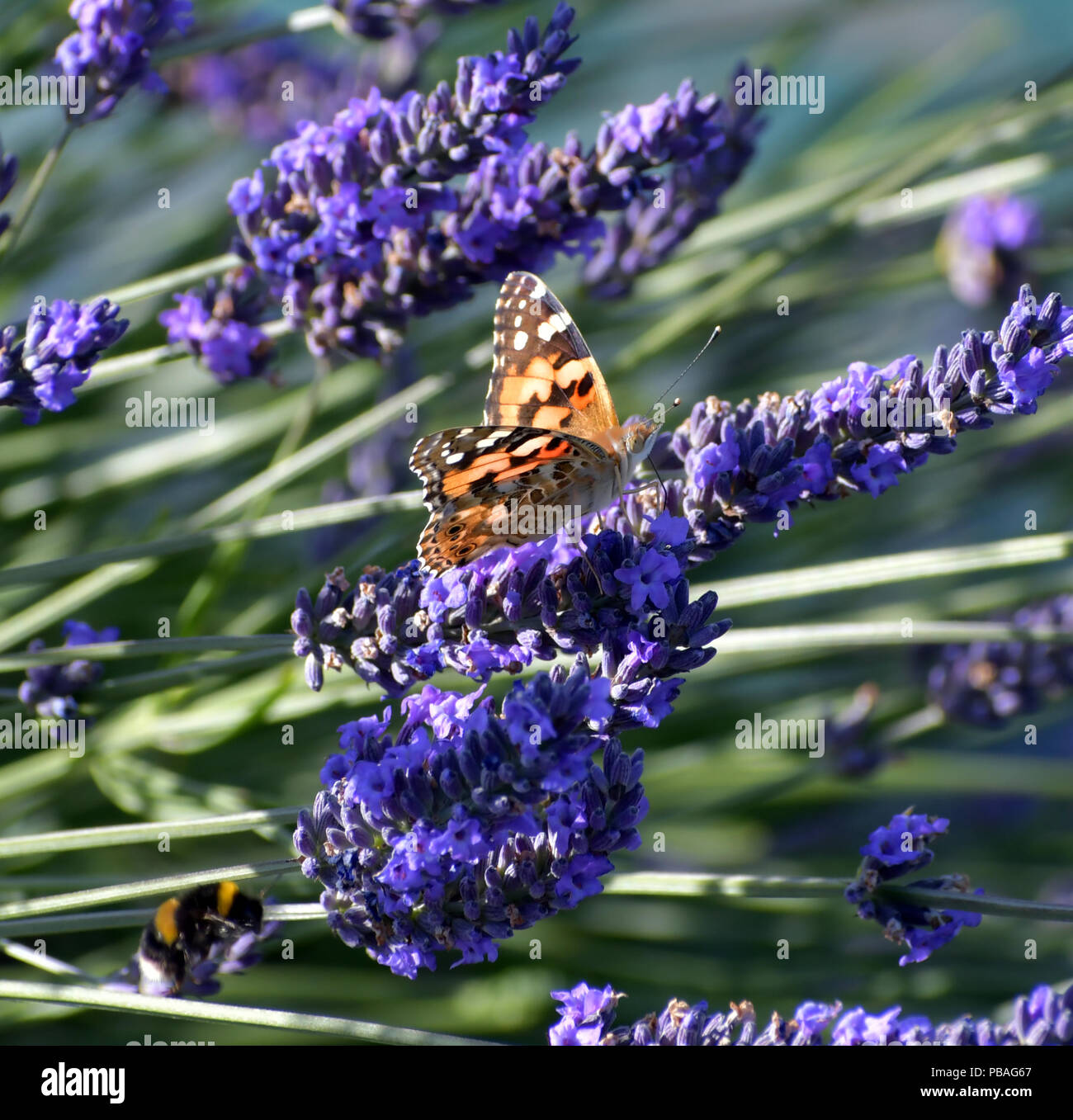 Mariposa de lavanda flor de planta Fotografía de stock - Alamy