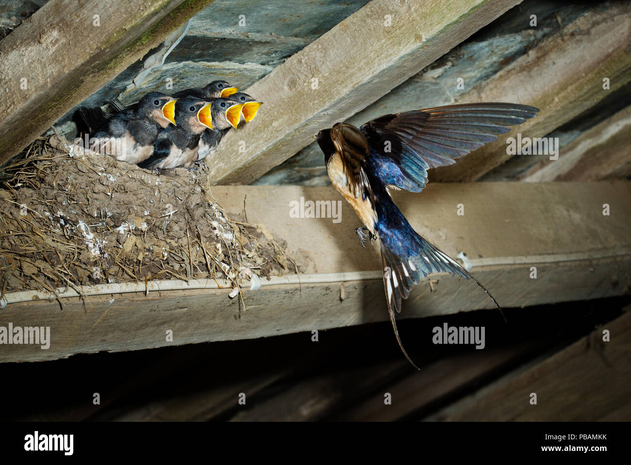 Golondrina común (Hirundo rustica) de volar de regreso al nido Foto de stock