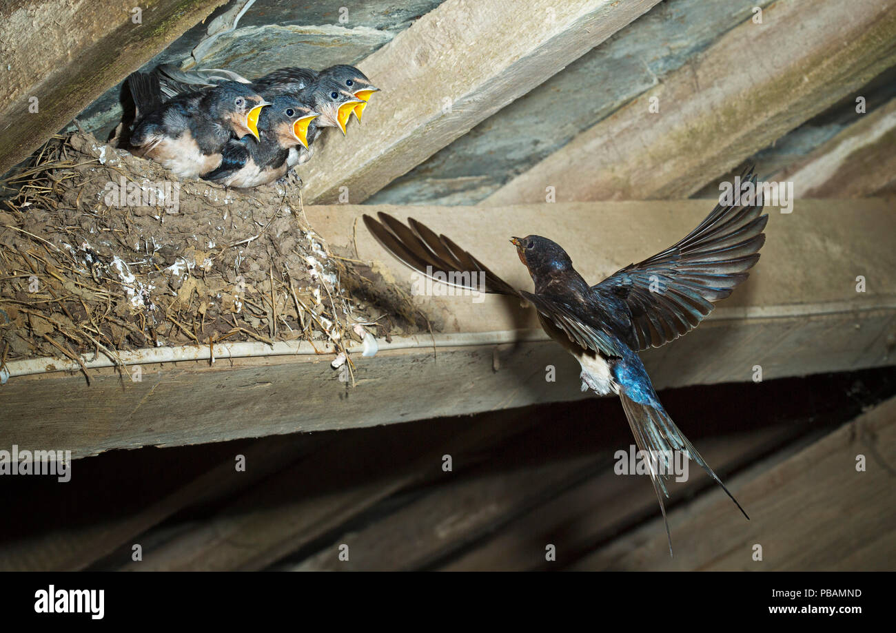 Golondrina común (Hirundo rustica) de volar de regreso al nido Foto de stock
