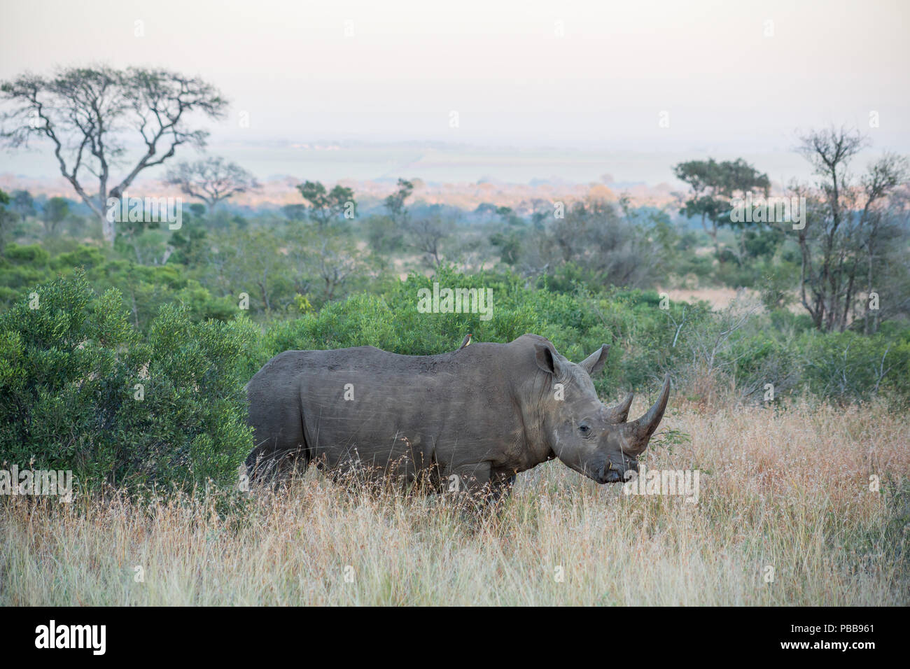 Amplio ángulo de curioso Rhino de pie en el césped rodeado por árboles y arbustos. Foto de stock