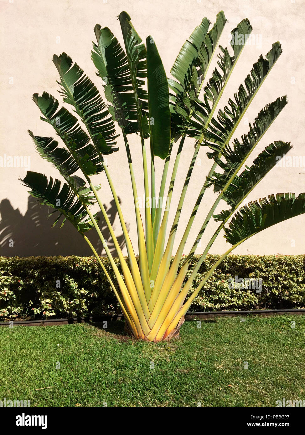 Una planta de abanico de hojas de plátano, comúnmente llamada Traveler