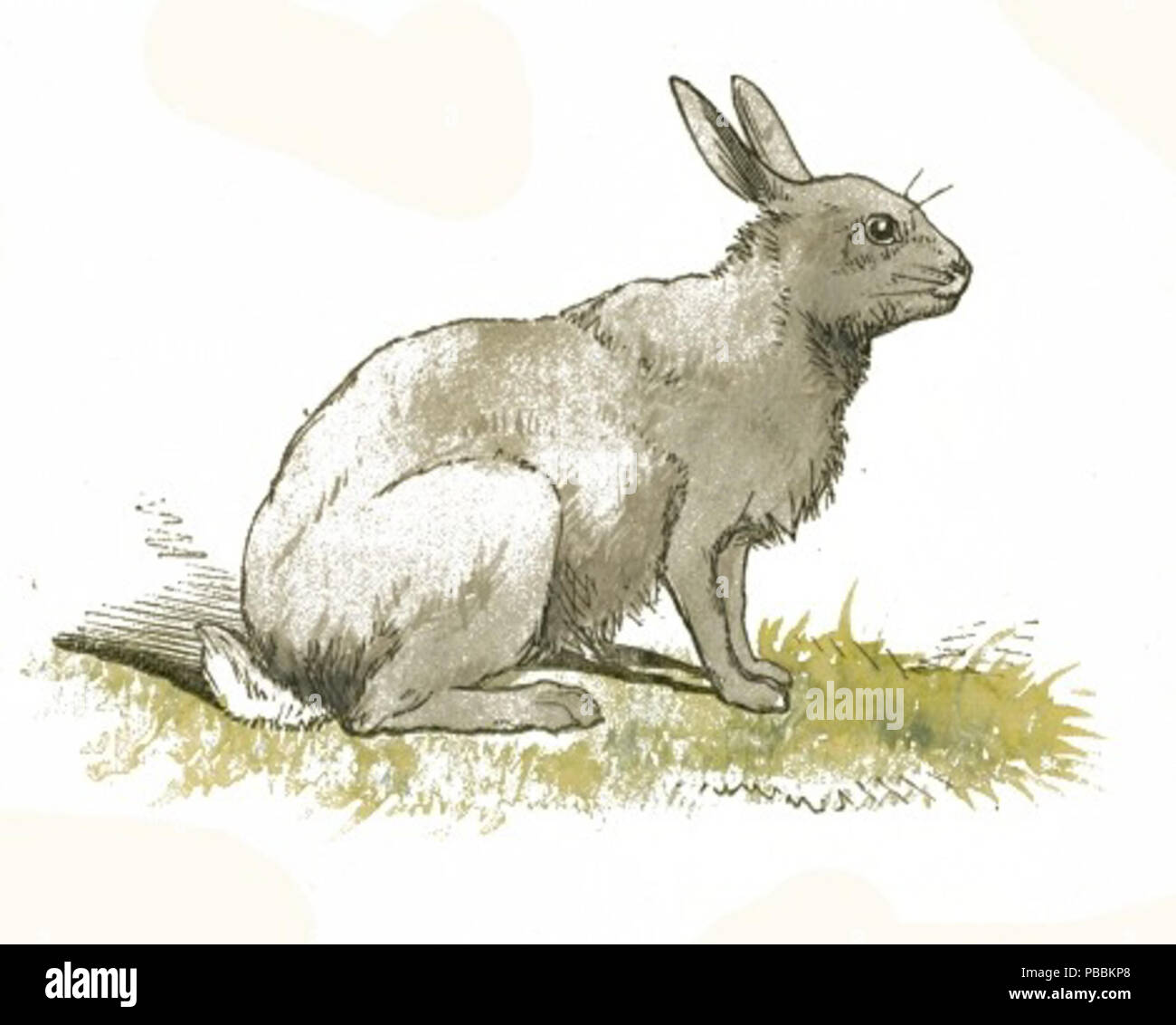 Dibujo de conejo fotografías e imágenes de alta resolución - Alamy