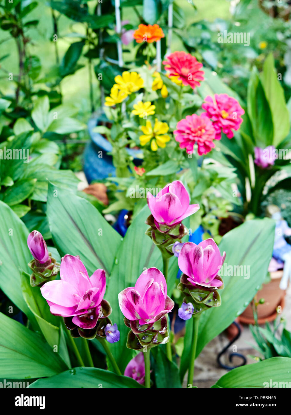 Curcuma Alismatifolia floración planta cúrcuma o también conocida como Siam Tulip o verano tulip florece en un patio con jardín. Foto de stock
