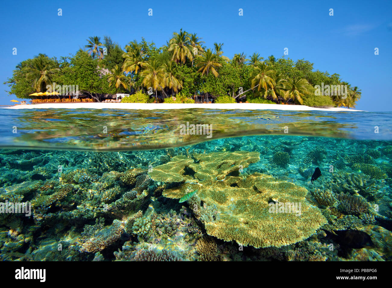 Arrecifes de coral en el Angsana Ihuru island (antiguo nombre de la isla), Split Image, North-Male Atoll, las islas Maldivas Foto de stock