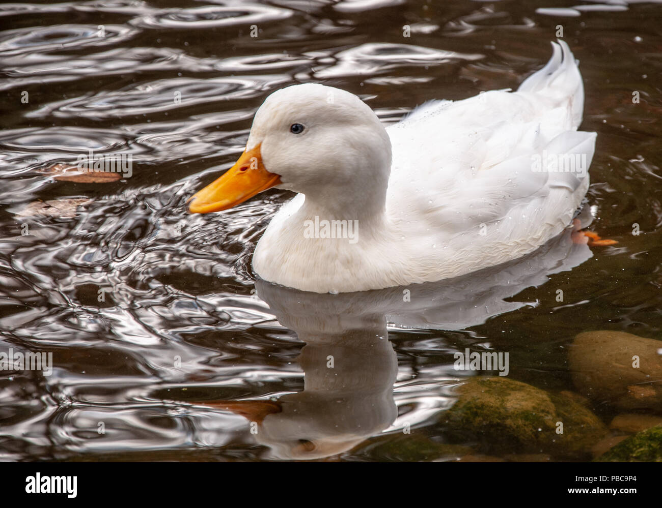 simpatía Temporada dar a entender Los Patos en el agua Fotografía de stock - Alamy