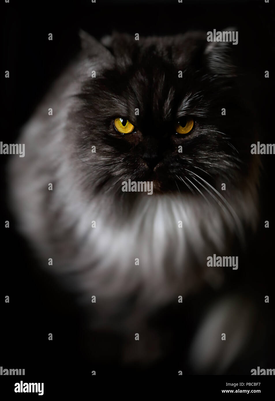 Bonito gato en la oscuridad Fotografía de stock - Alamy