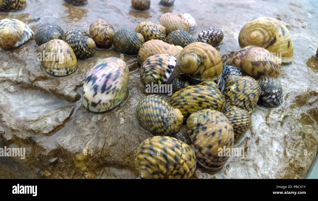 Los caracoles de mar alimentándose de algas en una roca en marea baja Foto de stock