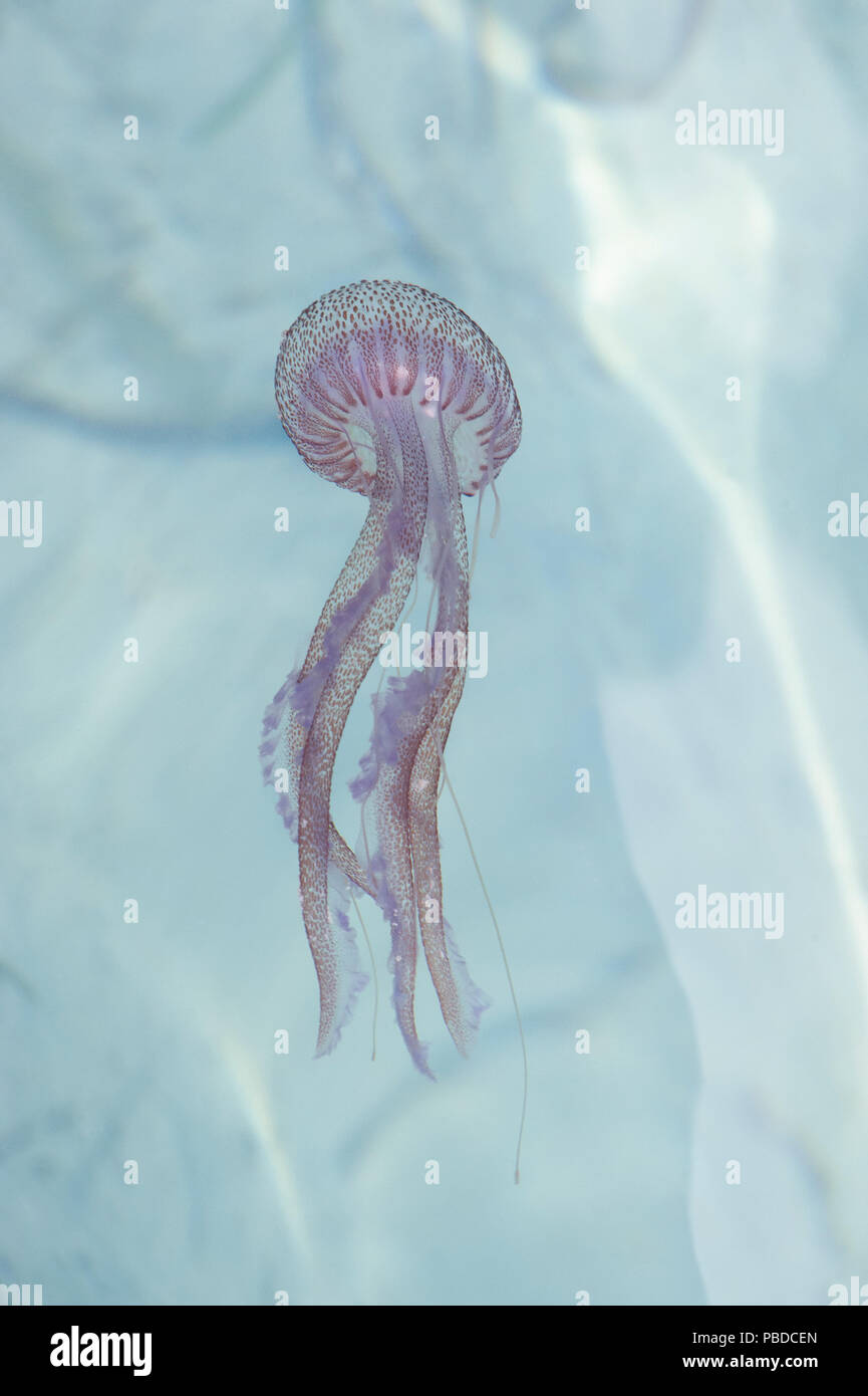 Las medusas luminiscentes o malva, Stinger (Pelagia noctiluca), el Mar Mediterráneo, Islas Baleares, España, Europa Foto de stock