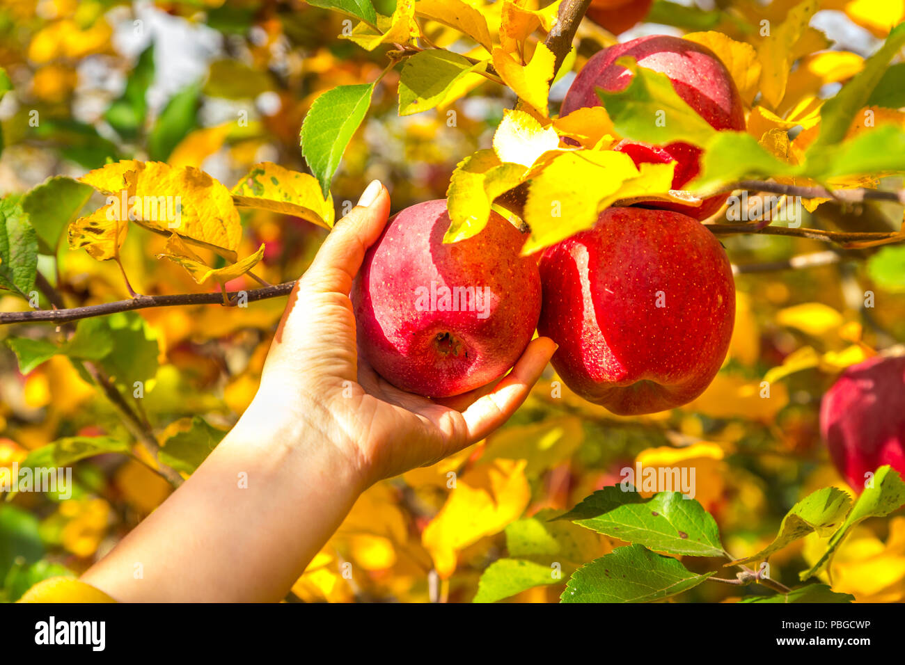 Mano recogiendo manzanas durante la temporada de cosecha de otoño a finales de septiembre hasta comienzos de octubre. Foto de stock
