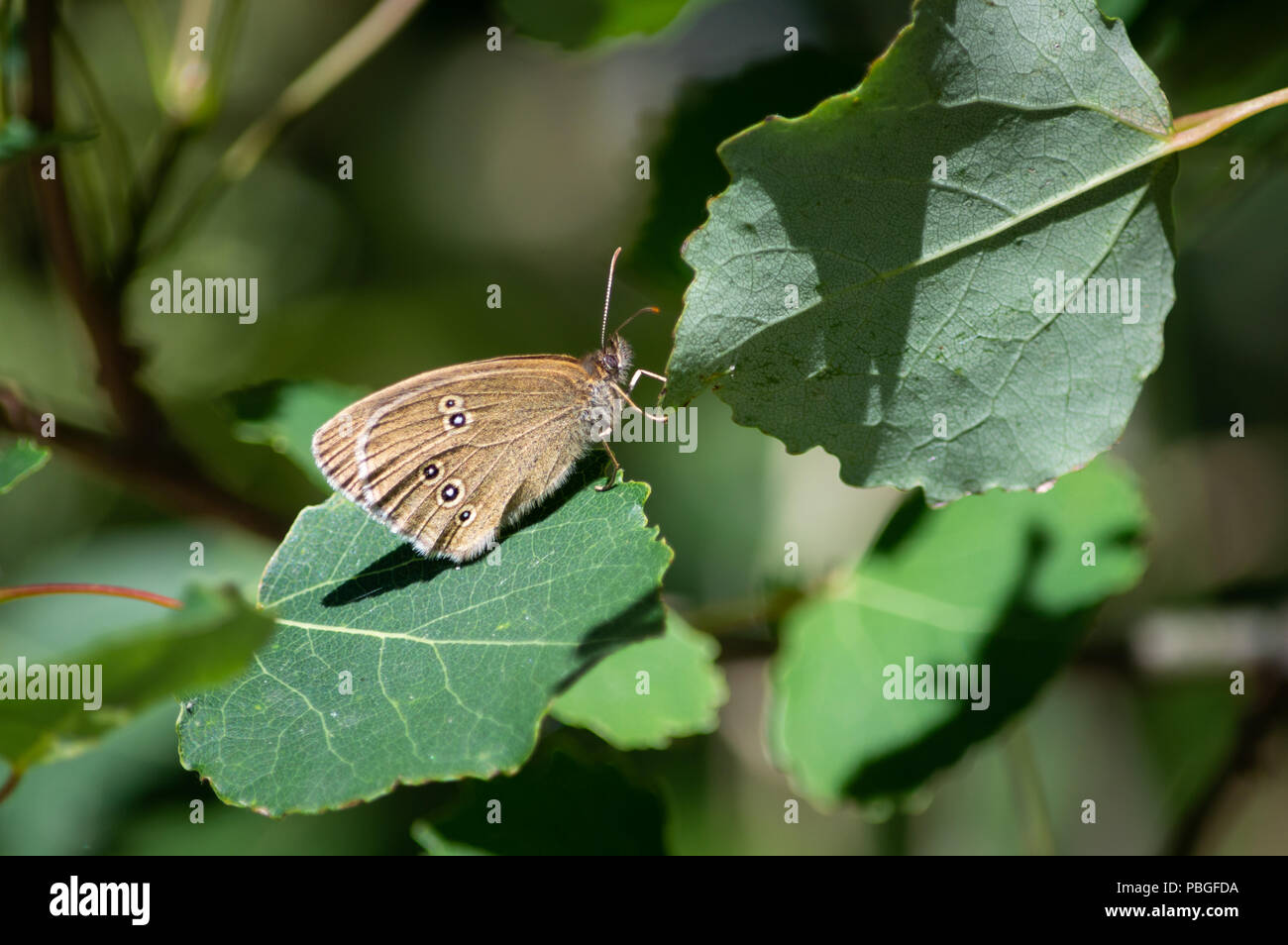 Una mariposa ringlet encaramado sobre una hoja y aferrándose a otro Foto de stock