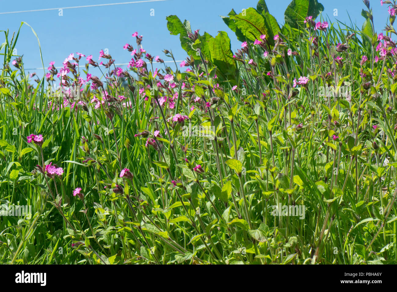 Pastos azules anuales fotografías e imágenes de alta resolución - Alamy