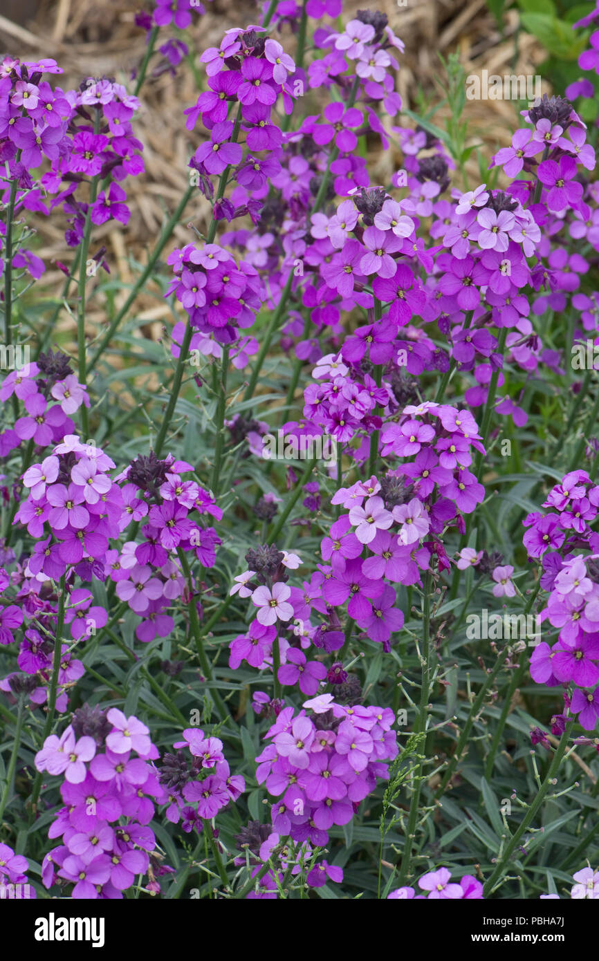 'Erysimum Bowles la Malva", perenne alhelí en plena flor violeta, Berkshire Mayo Foto de stock