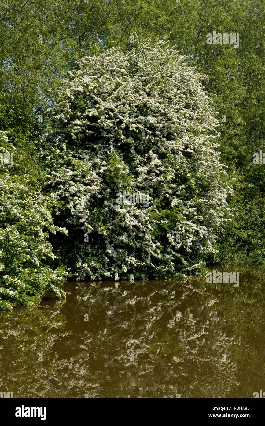 Una floración blanca espino o árbol de mayo, Crataegus monogyna, sobre la orilla del Canal de Kennet y Avon en Hungerford Foto de stock