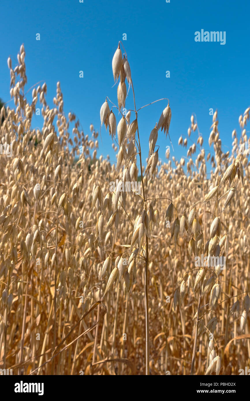 Campo de avena con un rendimiento reducido de grano debido a la extrema sequía del verano de 2018. Reduce el tamaño de grano. Batir el récord de calor del verano y la sequía. Foto de stock