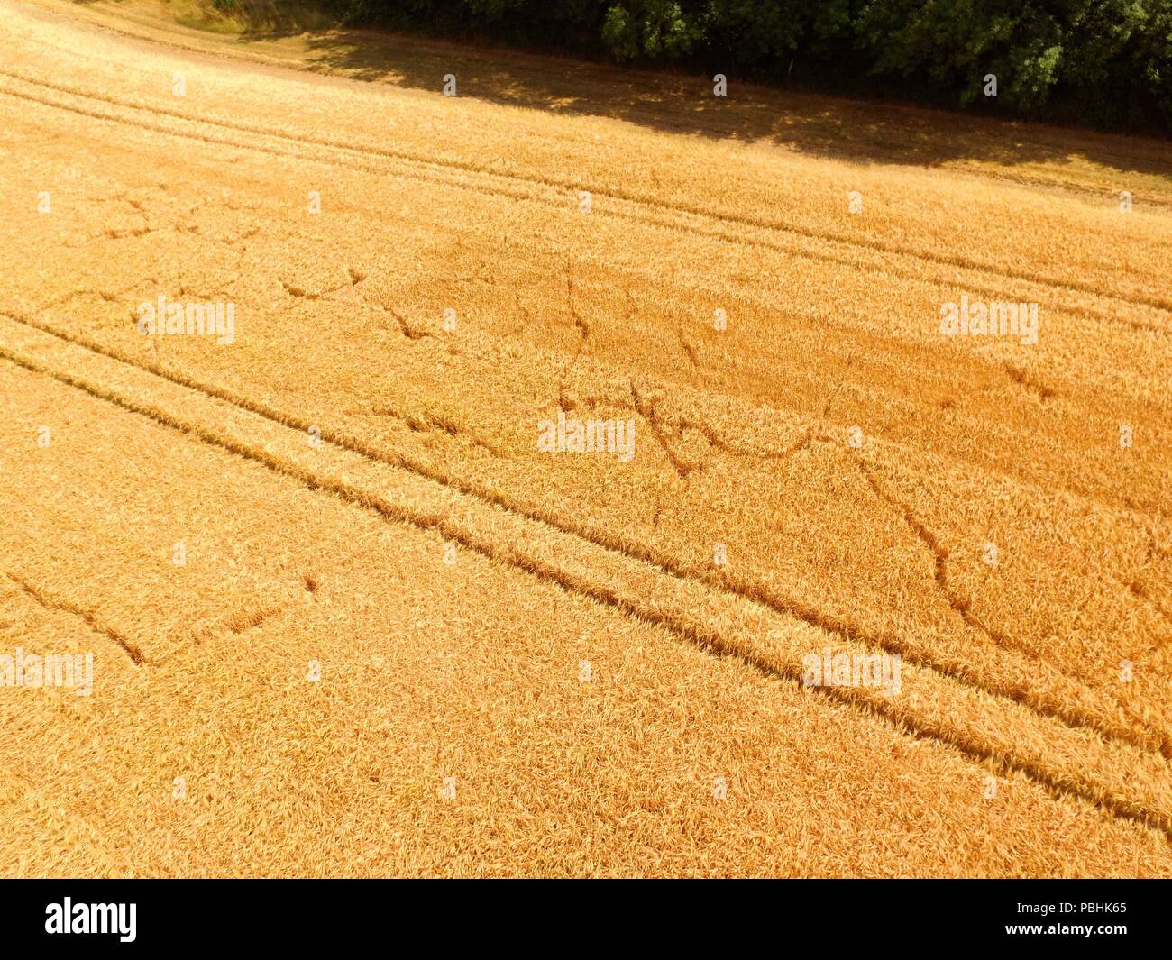 Vista aérea de las orugas del tractor en el campo de la cosecha de cebada en West Sussex, Inglaterra. Foto de stock