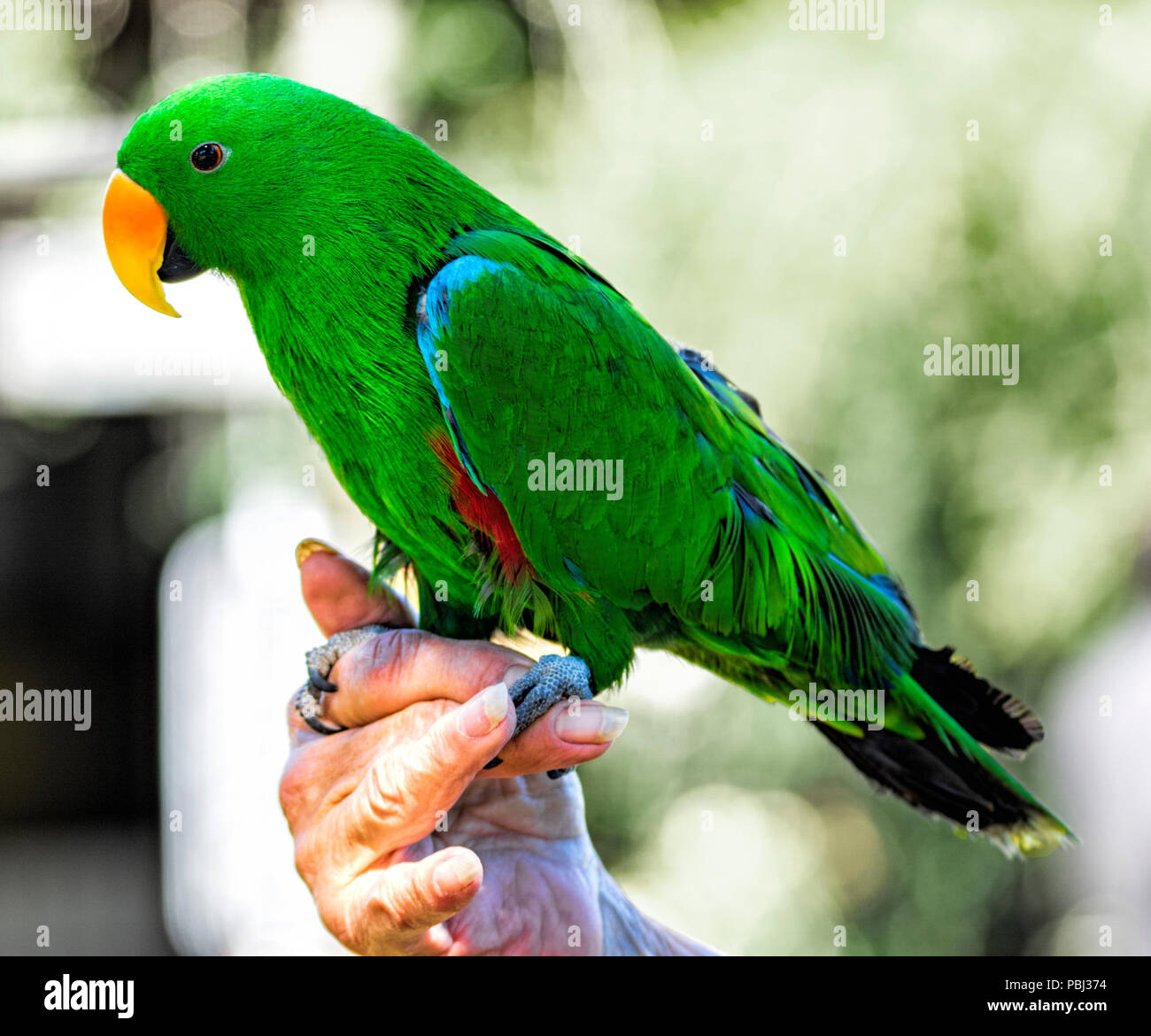 Un brillante y verde Loro Eclectus macho posado en la mano de su propietario Foto de stock