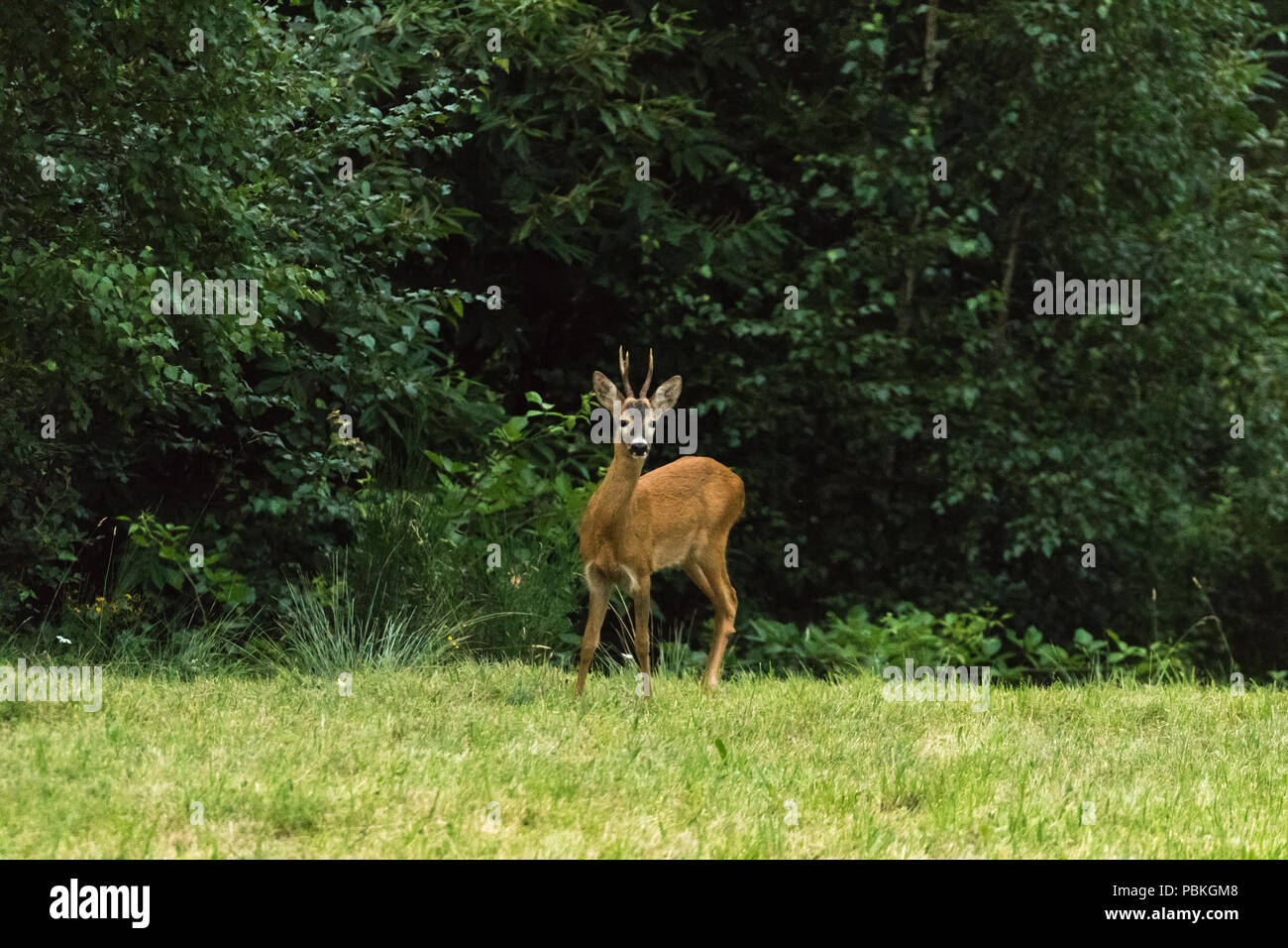 Ciervos en el bosque fauna silvestre leonado Foto de stock