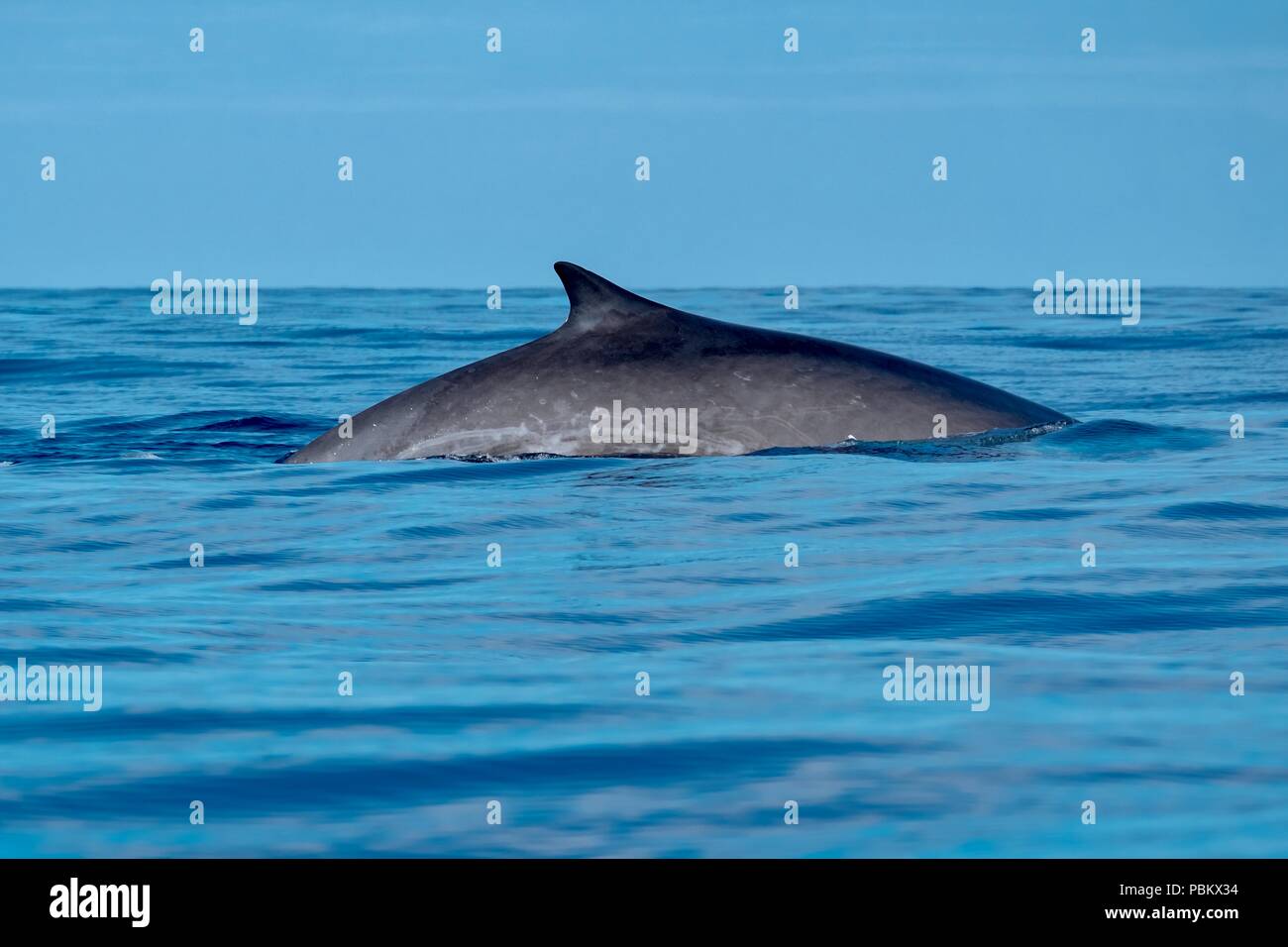 Un elegante y hermosa ballena de aleta en las Azores. Foto de stock