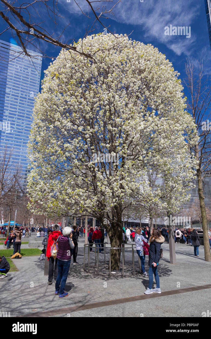 Callery peral (Pyrus calleryana) conocido como "sobrevivientes", árbol en flor, World Trade Center, Nueva York, EE.UU. Foto de stock