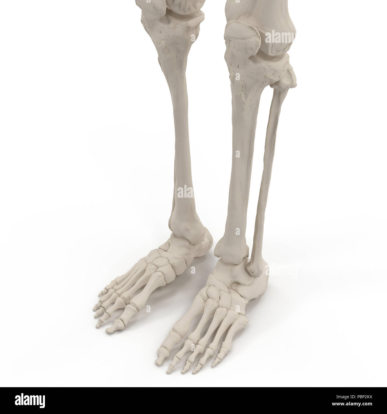 1 скелет голени. Титановый скелет ноги. Ступни скелета белые. Ступни скелета, темные. Нога мужская и женская кости.