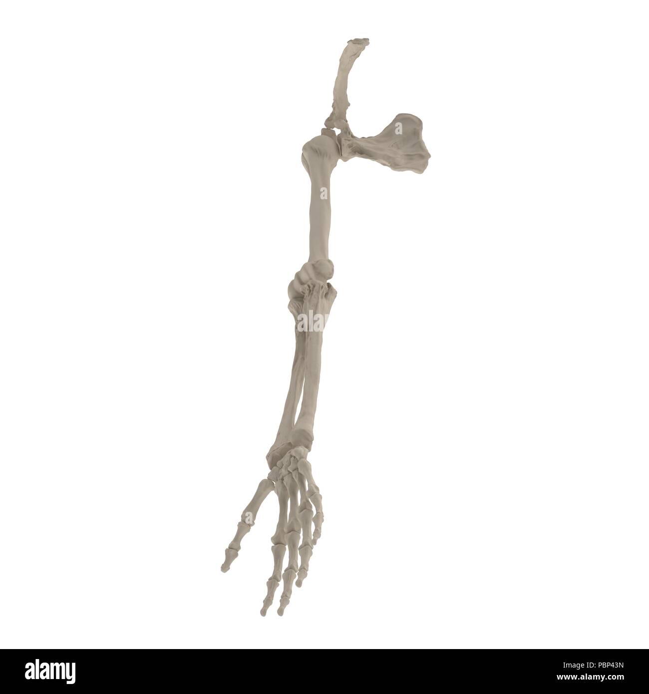 Los Huesos Del Brazo Humano En Blanco Ilustración 3d Fotografía De