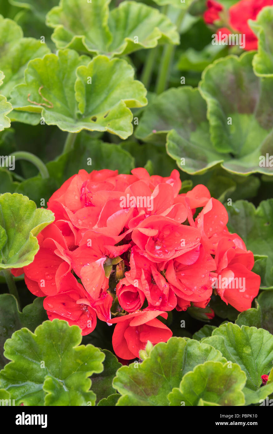 Hydrangea macrophylla. Las hortensias rojas flores en verano (julio) floración en West Sussex, Inglaterra, Reino Unido. Foto de stock