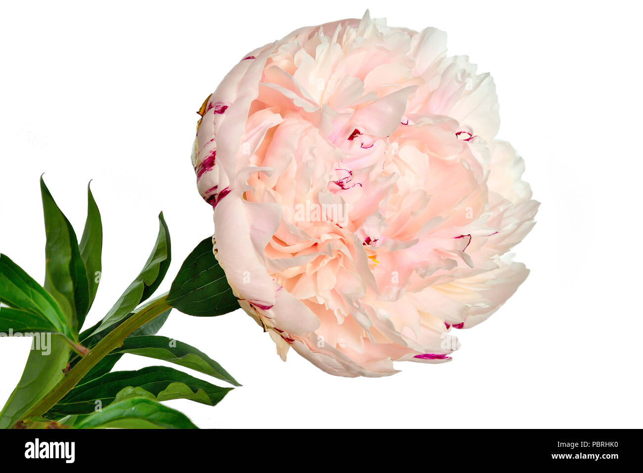 Hermoso suave blanco-rosa peonía de cerca sobre un fondo blanco aisladas con hojas verdes. Flores con pétalos y delicado aroma delicado. Concepto Foto de stock