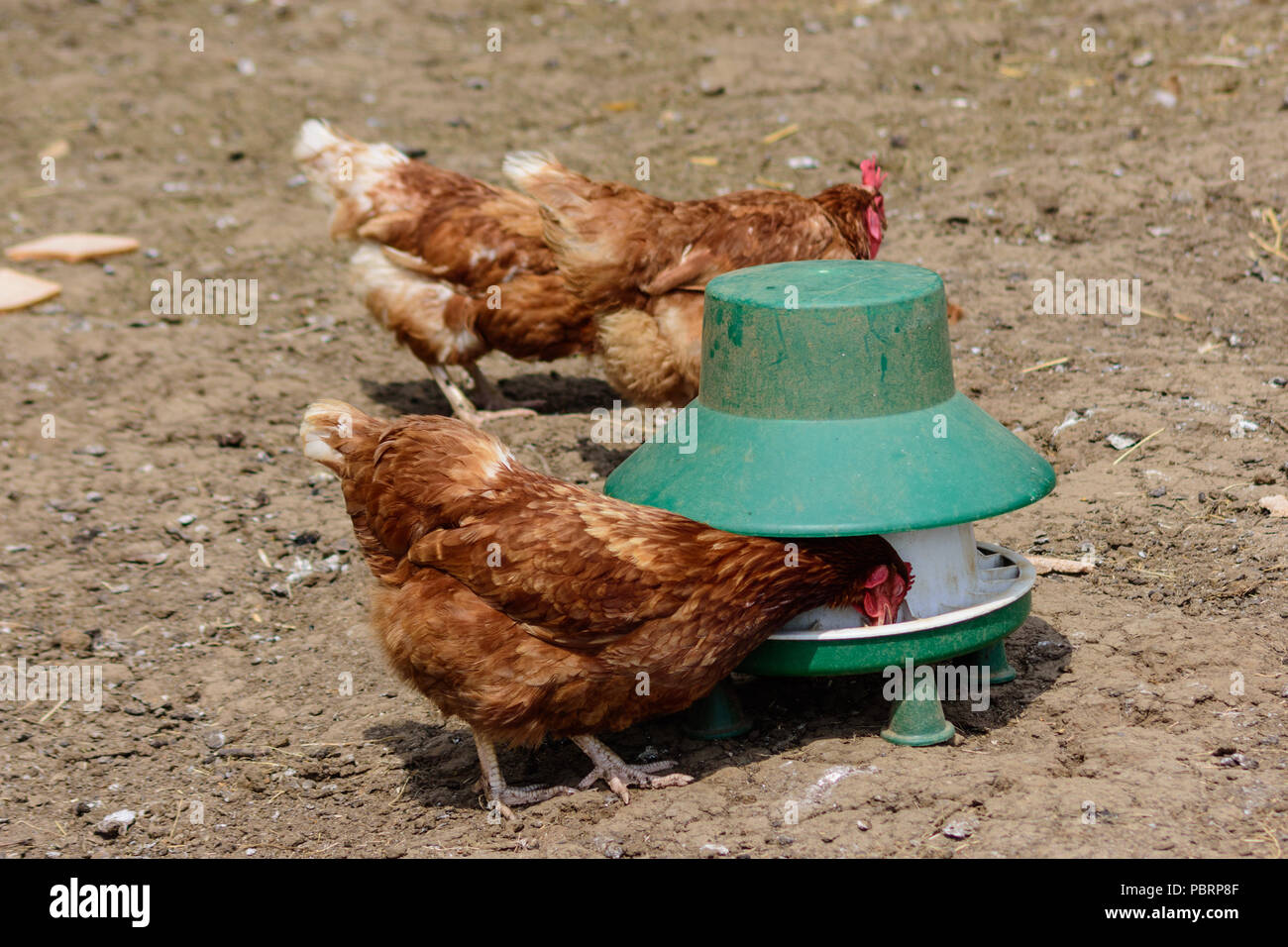 Un ex batería rehomed free range ISA brown gallina picoteando el grano desde un alimentador de pollo Foto de stock