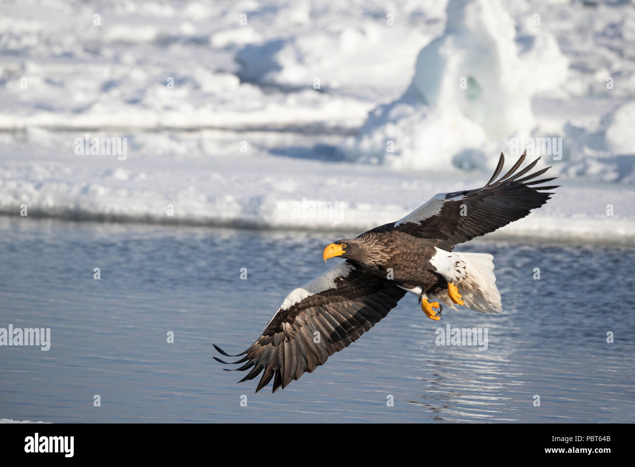 Asia, Japón, Hokkaido, Rausu, Península de Shiretoko. Águila de Mar de Steller en vuelo sobre hábitat congelado, wild Haliaeetus pelagicus. Foto de stock