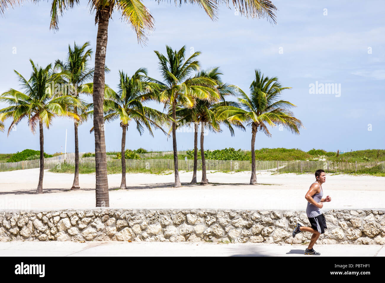 Miami Beach Florida,Lummus Park,hombre hispano hombres macho,corredor,resistencia,carrera,jogger,joggers,jogging,corredor,corredores,correr,pared de piedra de coral,palma tre Foto de stock