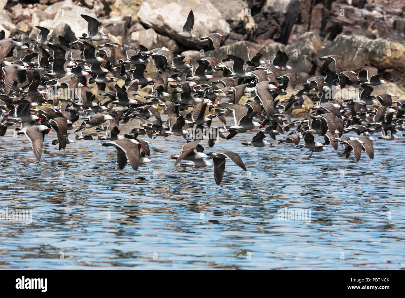 Una bandada de gaviotas de Heermann, Larus heermanni, tomando vuelo, Isla Rasa, Baja California, México. Foto de stock