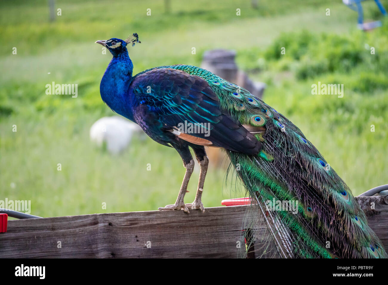 Un Peafowl Peacock en Ham Lake, Minnesota Foto de stock