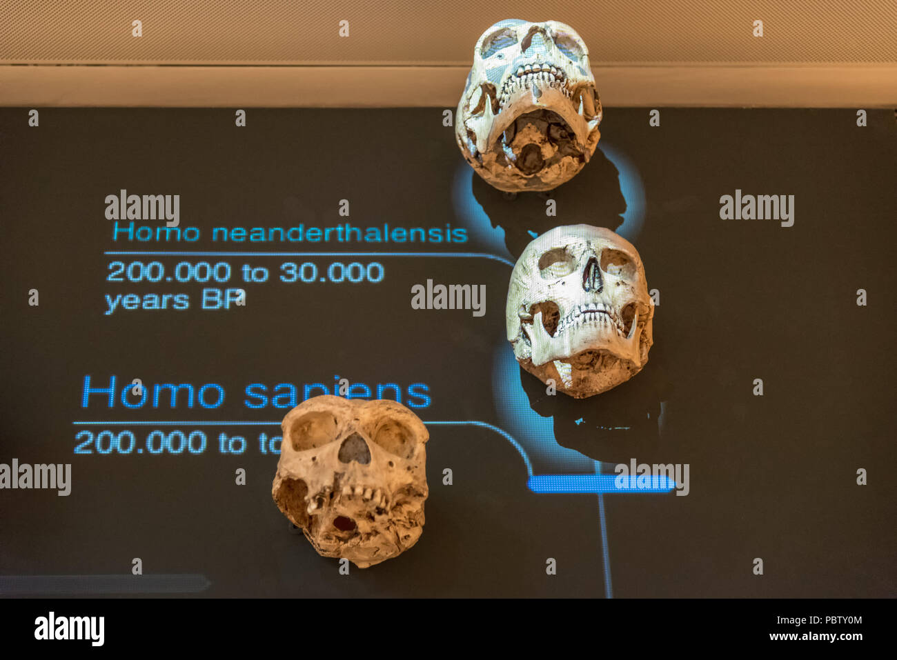 Un elenco de los Homo Sapiens y un reparto de la homo Homo neanderthalensis cráneo en el espacio interactivo expositiva del famoso museo de ciencia denomin Foto de stock