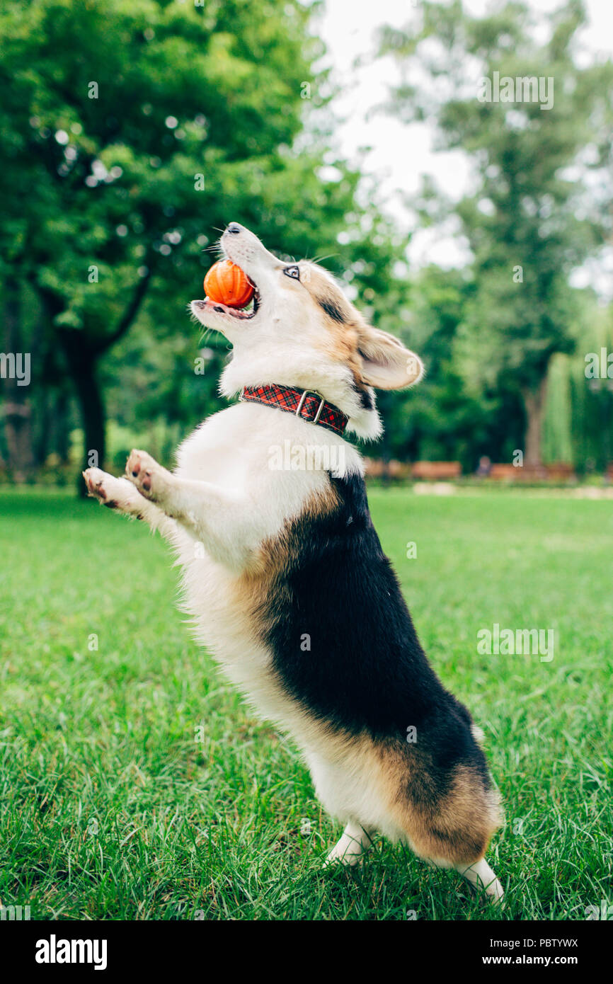 Welsh Corgi perro saltando con pelota en el pasto verde Foto de stock