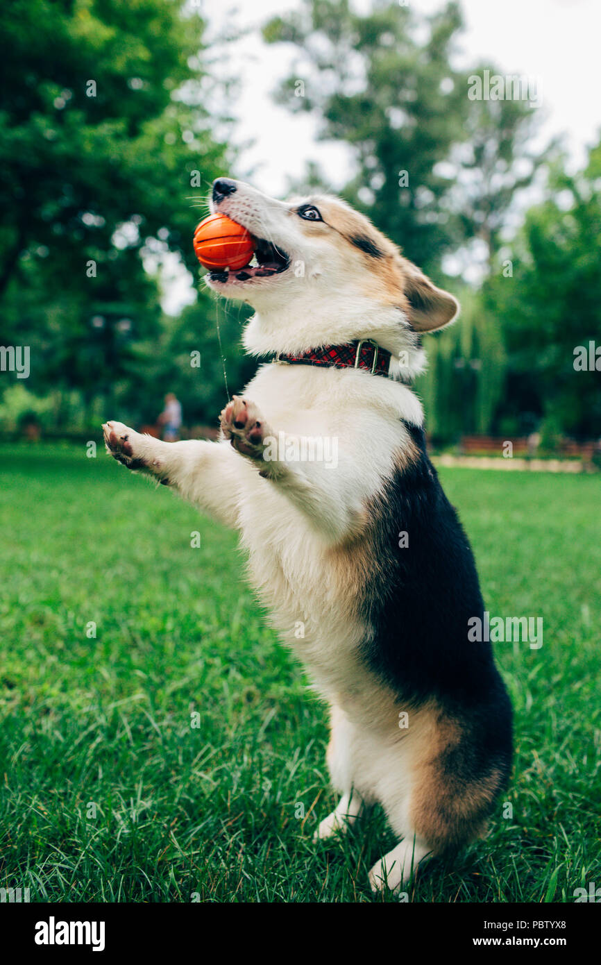 Welsh Corgi perro saltando con pelota en el pasto verde Foto de stock