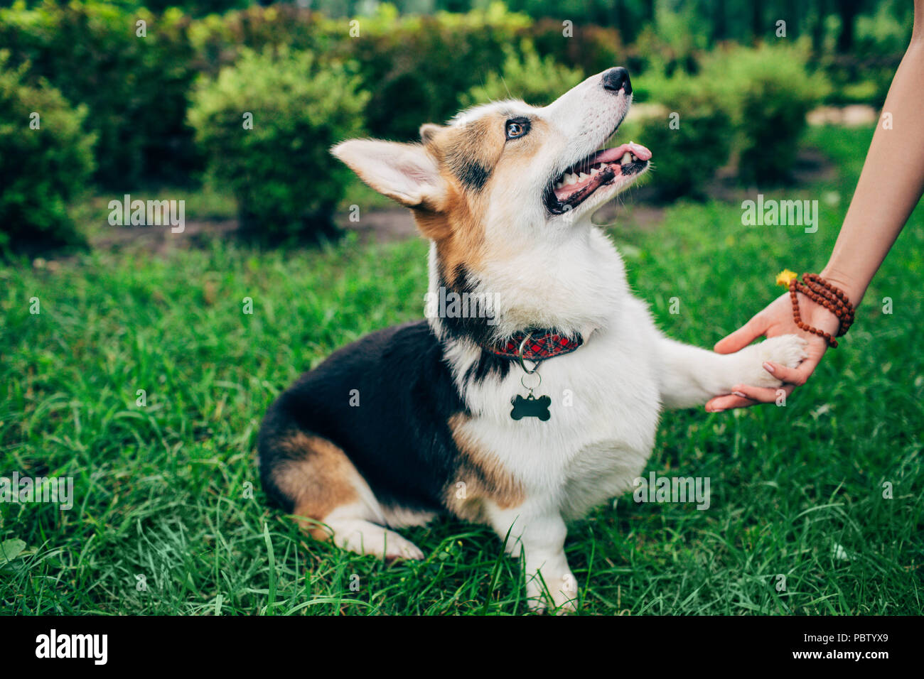 Welsh Corgi perro dando paw su propietaria, la mano del hombre y pata de perro. Foto de stock
