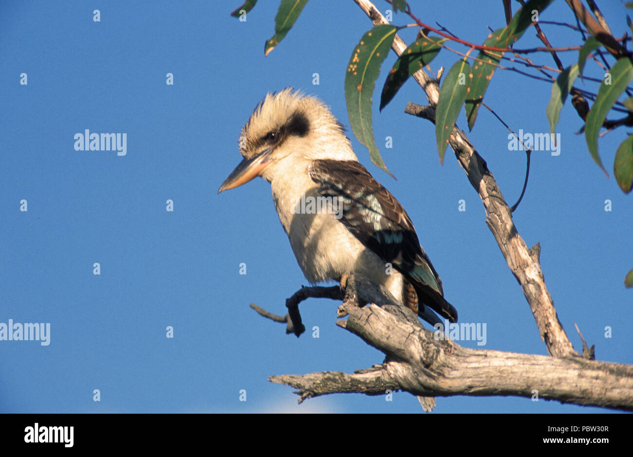 LAUGHING KOOKABURRA (DACELO NOVAEGUINEAE SYN D. gigas) en gum tree (Eucalipto) de Australia. Foto de stock