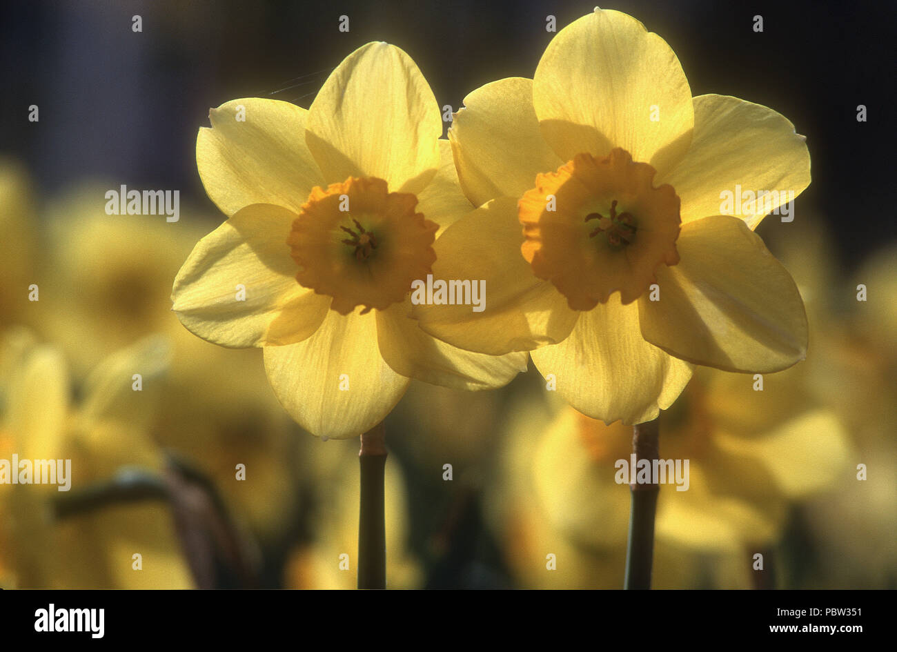 PRIMER PLANO DE DOS FLORES DE NARCISO (NARCISO) CON LUZ DETRÁS. Foto de stock