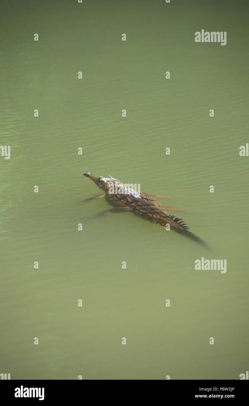 Un cocodrilo de agua dulce (Crocodylus JOHNSTONI) flotando en el agua, WINDJANA Gorge en la Meseta de Kimberley, en Australia occidental. Foto de stock