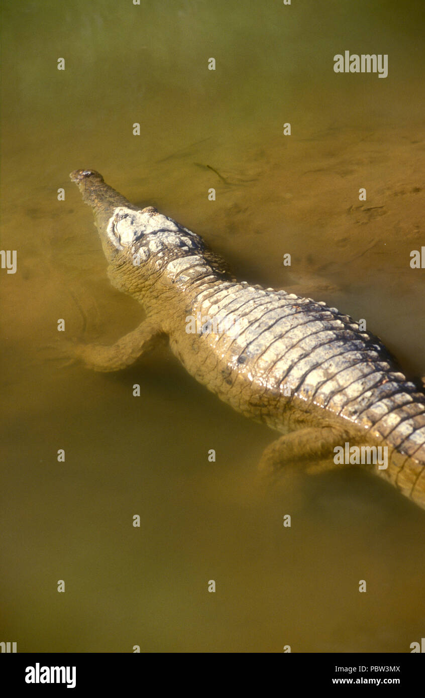 Cocodrilos de agua dulce conocida como 'FRESHIE' (Crocodylus JOHNSTONI) WINDJANA Gorge, Australia Occidental Foto de stock